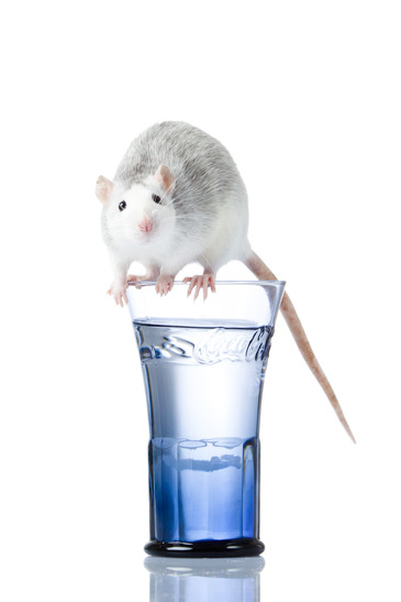 Top Quality Exterminators of El Segundo CA
