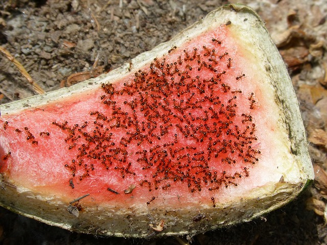 ant control in el segundo ca