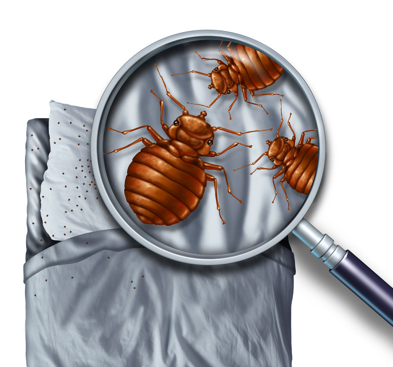 El Segundo bed bug control