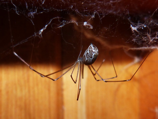 spider control el segundo ca